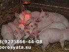 Просмотреть изображение Другие животные Поросята на откорм 34329788 в Кстово