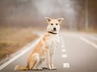 Уникальное foto  Джастин, собака-позитив в дар, 1 год 32521569 в Москве