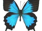  foto      ! 38855435  