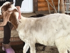 Увидеть фото  Продажа козлят англо-нубийской породы 38953741 в Иваново