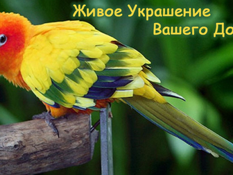 Новое изображение  Яркий Попугайчик из питомника 34558360 в Обнинске