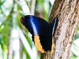 Новое фото  Живые тропические бабочки- Лучшие подарки на любые праздники! 38638350 в Махачкале