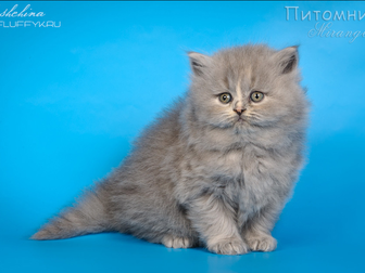 Смотреть фото  Котята британской длинношерстной кошки 42289865 в Москве