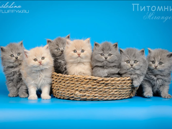 Просмотреть foto  Котята британской породы длинношерстные 43486934 в Москве