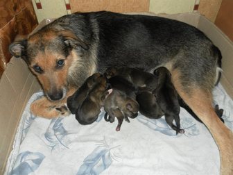 Просмотреть foto Продажа собак, щенков Отдаю даром в хорошие и заботливые руки малышей! 32379078 в Курске
