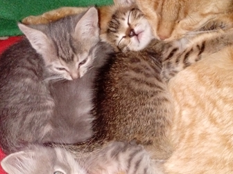 Свежее foto Продажа кошек и котят Ласковые домашние котята 2х месяцев ищут любящих хозяев 42181217 в Курске