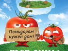 Просмотреть foto Строительные материалы Теплицы для томатов Красный холм 38547622 в Красном Холме