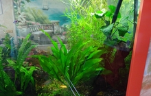 Аквариумные растения из домашнего аквариума