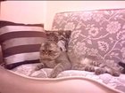 Скачать бесплатно фотографию Вязка Молодой и породистый кот познакомится с симпатичной кошечкой для интимных встреч! 33729083 в Люберцы
