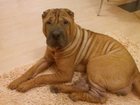 Увидеть изображение Найденные Пропала собака Шарпей 34335235 в Люберцы
