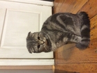 Уникальное фото Вязка кошек Ищем прямоухого джентельмена для первой вязки 56367782 в Люберцы