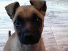 Просмотреть фотографию Найденные Найден щенок 32857360 в Магнитогорске