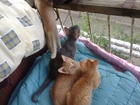 Свежее фотографию Отдам даром Отдам не породистых котят 33151274 в Махачкале