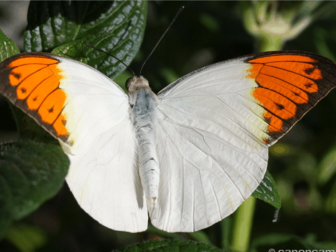 Просмотреть изображение Организация праздников Живые тропические бабочки на ваш праздник 33888887 в Махачкале