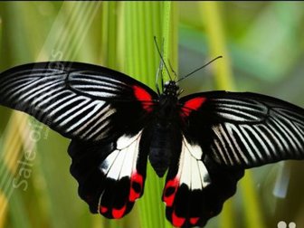 Уникальное фотографию Организация праздников Живые тропические бабочки на ваш праздник 33888887 в Махачкале