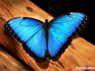 Смотреть изображение Организация праздников Живые тропические бабочки на ваш праздник 33888887 в Махачкале