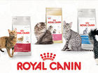    Royal Canin     52236980  