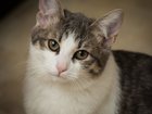 Скачать бесплатно изображение Другие животные Совершенно необыкновенный котик Штирлиц, 5,5 месяца 32884182 в Москве