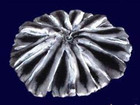  foto       37652533  