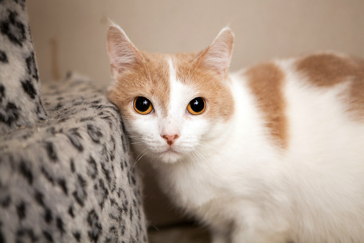 Кот бело рыжий длинный нос