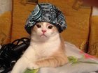 Свежее foto Продажа кошек и котят Не проходите мимо! 32427782 в Москве
