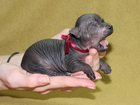 Скачать бесплатно foto  Ксолоитцкуинтли (мексиканская голая собака) мини и средние щенки 32428146 в Москве