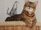 Просмотреть фото  Мини леопарды, бенгальские котята с документами 32469730 в Казани