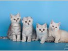 Скачать бесплатно фотографию  Продаются котята шотландской породы, 32601124 в Москве