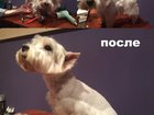 Увидеть фото  Стрижка собак и кошек на дому, профессиональный груминг 38744693 в Москве