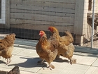 Уникальное изображение Птички * куры, цыплята, петухи, утки, утята, фазаны, инкубационное яйцо 39060319 в Москве