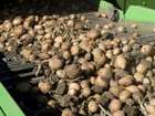 Свежее foto  Продам сельхозпредприятие, кфх, выращивание картофеля, производственная база 70210982 в Кемерово