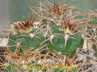 Скачать фото  Сеянцы кактуса Gymnocalycium polycephalum от Kohres 74080298 в Москве