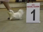 Свежее фотографию Вязка собак Предлагается для вязки кобель Мальтезе, 80894506 в Москве