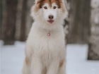 Новое фотографию  Красивый пёс АрОн в добрые руки! 86754857 в Москве