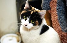 Необычная кошка-Хатико ищет новый дом