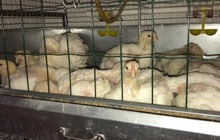 Инкубаторная станция продажа цыплят