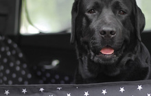 Автогамак для перевозки собак в машине - Белые звёзды на чёрном