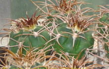 Сеянцы кактуса Gymnocalycium polycephalum от Kohres