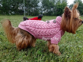 Скачать бесплатно фотографию Одежда для собак Одежда для собак и кошек Bagira-Dog 18275192 в Москве