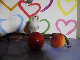 Уникальное фото  Волнистые попугаи 33994229 в Старом Осколе