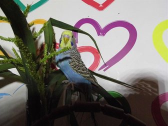 Смотреть изображение  Волнистые попугаи 33994229 в Старом Осколе