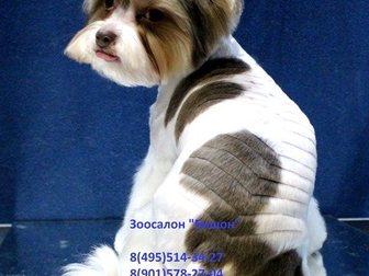 Увидеть изображение Стрижка собак Стрижка и тримминг собак, Зоосалон Бишон, 35001775 в Москве