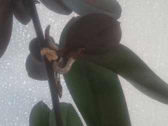 Скачать foto Растения Цитокининовая паста 3 гр, , орхидея, клонирование, размножение, цветы, 38617222 в Москве