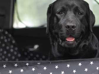 Свежее foto Зоомагазины Автогамак для перевозки собак в машине - Белые звёзды на чёрном 67949807 в Москве