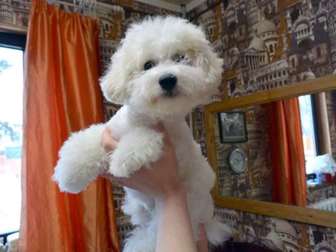 Увидеть foto  Гостиница для собак с домашней обстановкой 72586350 в Москве