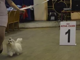 Скачать фотографию Вязка собак Предлагается для вязки кобель Мальтезе, 80894506 в Москве