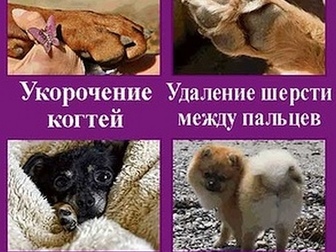 Скачать фото Услуги для животных ГрумЛюкс работает с моделями, 85454771 в Москве