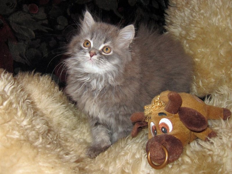 Крупные сибирские котята цена 15000 р., купить продать или отдать даром ...