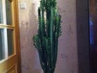 Скачать фотографию Растения Продам комнатное растение 33201240 в Мурманске