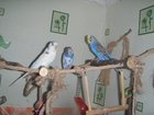 Уникальное фото Птички Волнистые попугаи(птенцы) 33005218 в Мытищи
